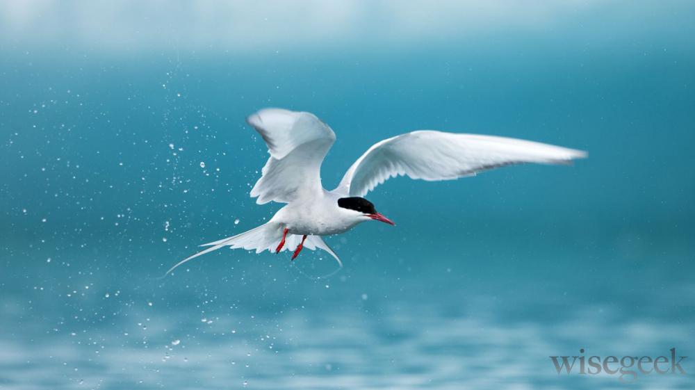 How Many Bird Species Can You Identify?