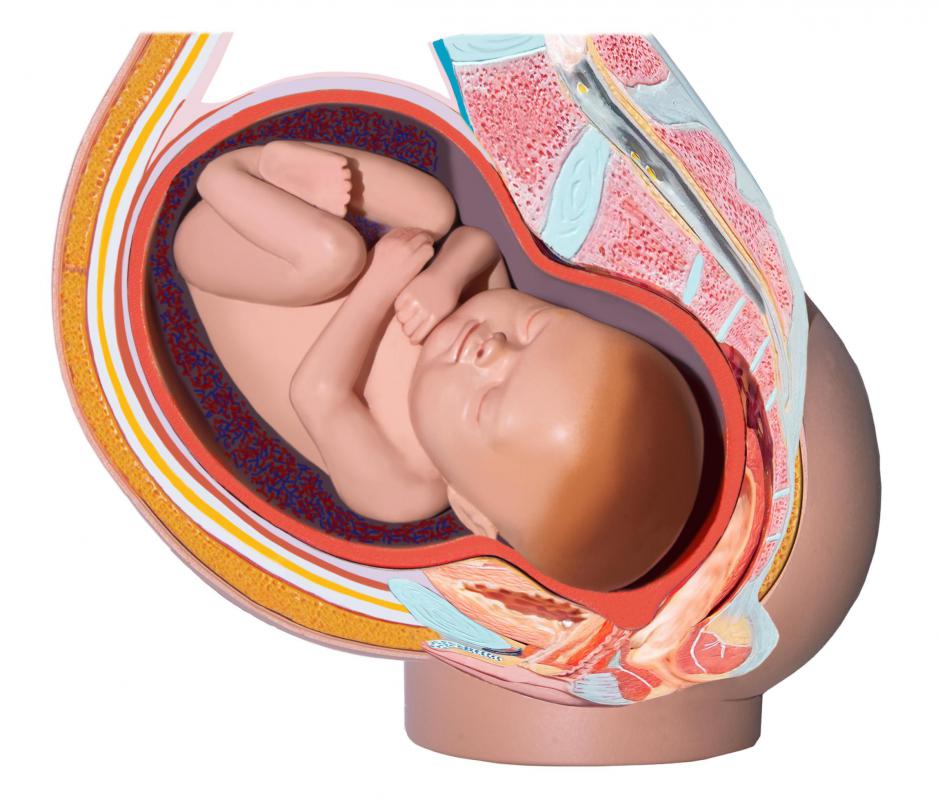A gynecologist specializing in obstetrics will monitor a growing fetus.