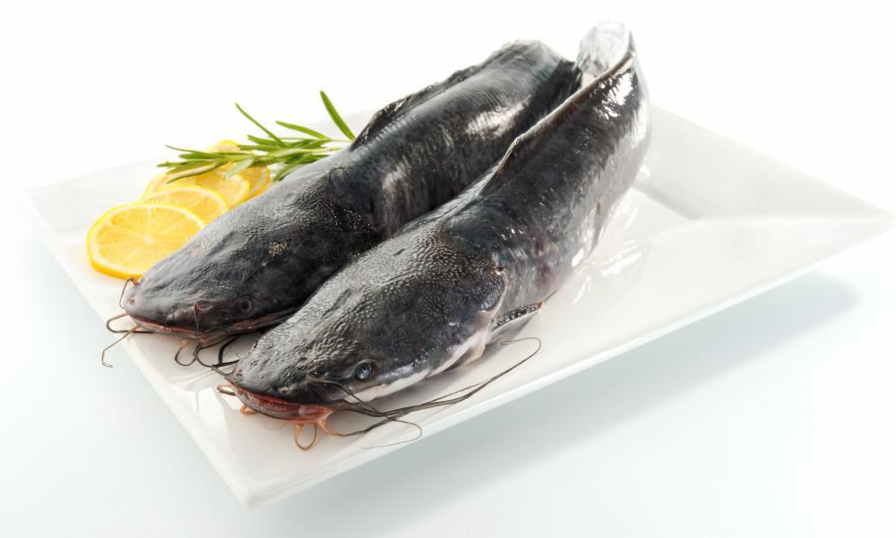 Fish from a hatchery.