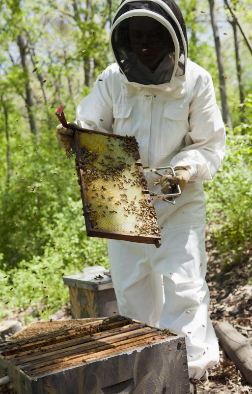 Beekeepers maintain honey bee colonies.