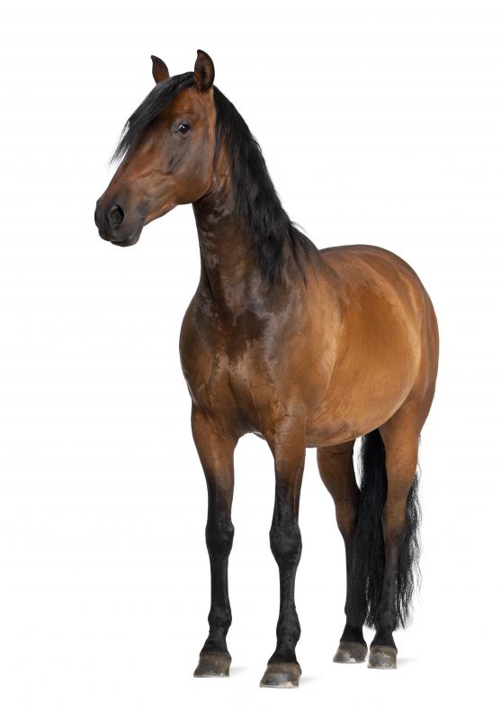 A farrier is a type of blacksmith who makes and fits horseshoes.