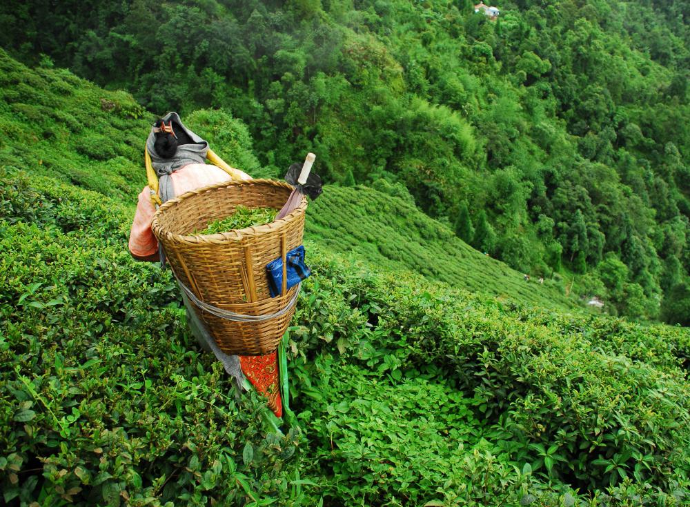Tea specialists are extremely knowledgeable about different types of tea and where they are grown.