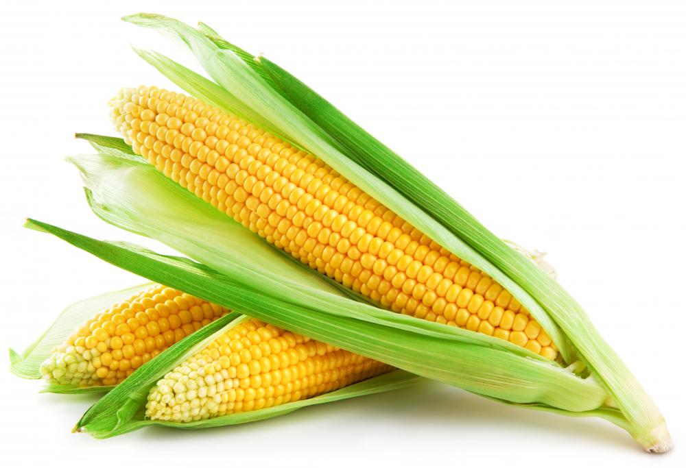 Agribusiness often rely on geneticists to develop new strains of corn, wheat, and rice.