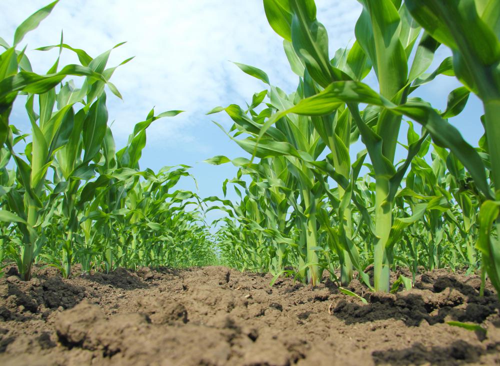 Agronomists often work with field crops, such as corn.