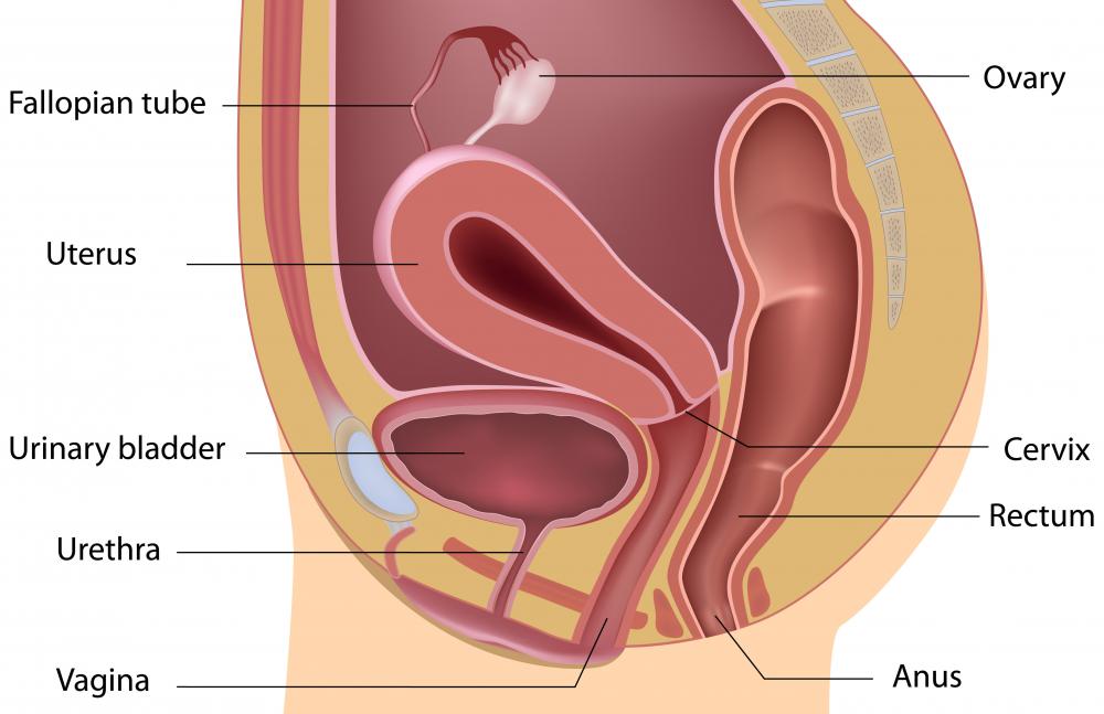 A fertilized egg implants itself inside the uterus in an intrauterine pregnancy.