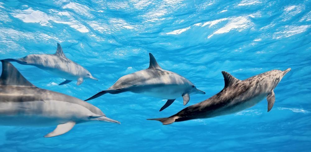 Wild animal trainers might work with dolphins.