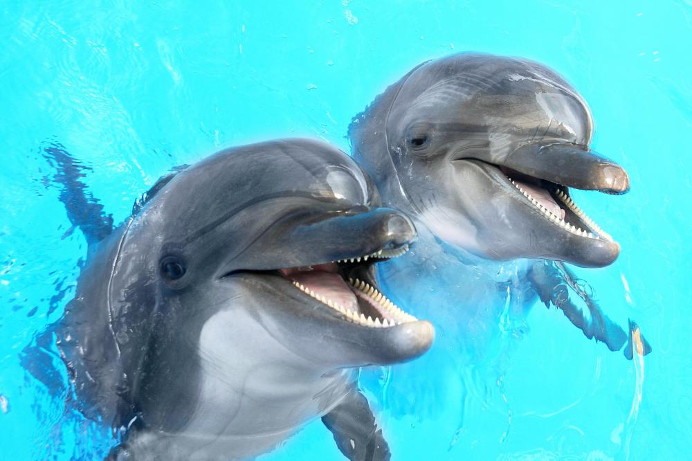 A marine biologist may take zoology classes on a specific order of animals in a marine ecosystem, such as dolphins.