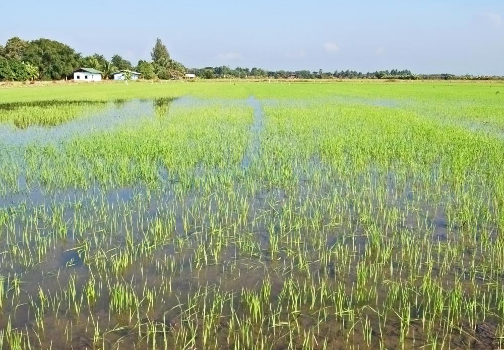 Drainage professionals may control the irrigation and flooding of farmland.