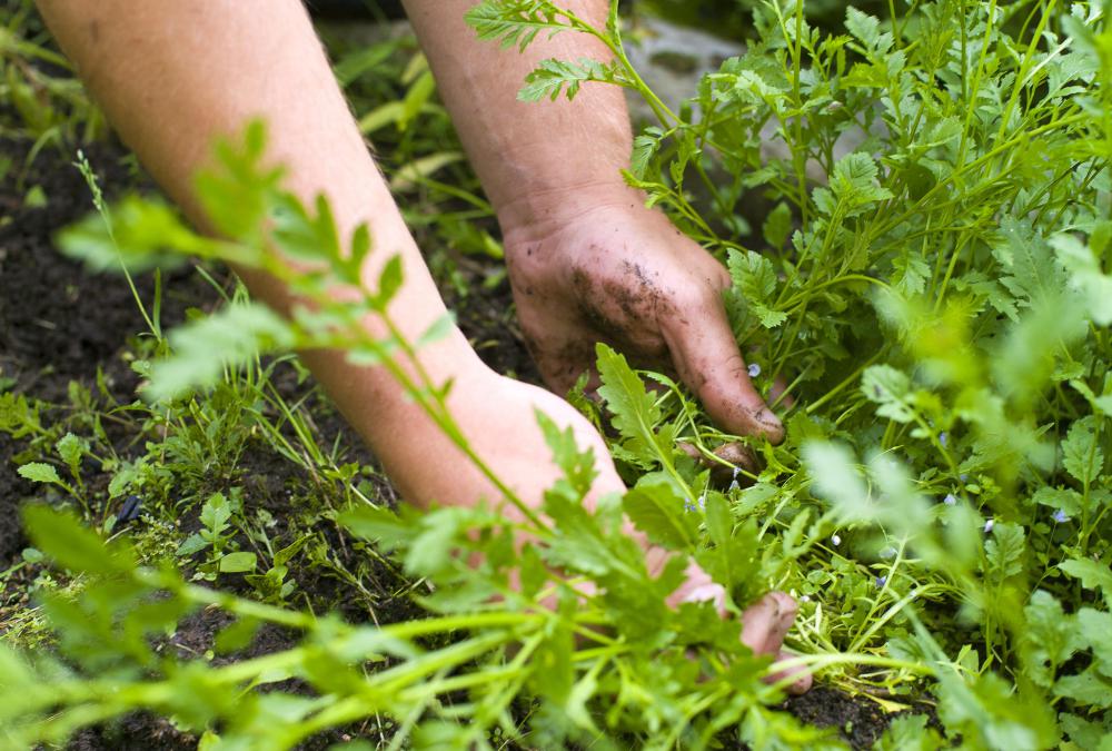 A groundskeeper might weed a lawn or garden.