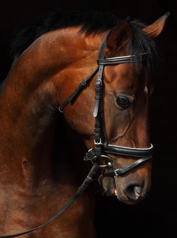An animal trainer may work with horses.