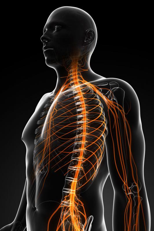 Neurologists study the entire nervous system.
