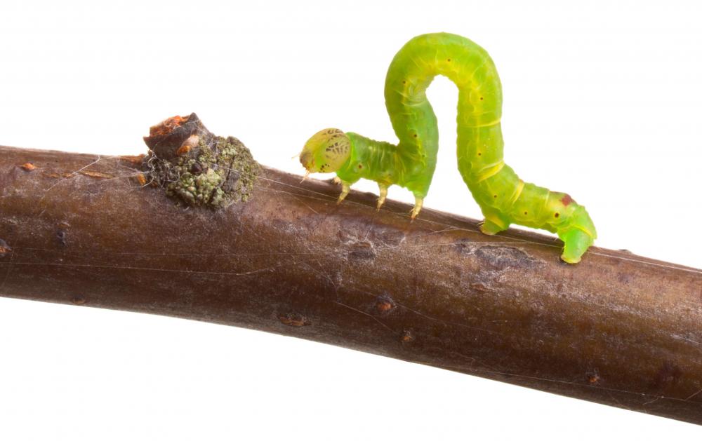 Inchworms are the larvae of the geometer moth, a species of Lepidoptra.