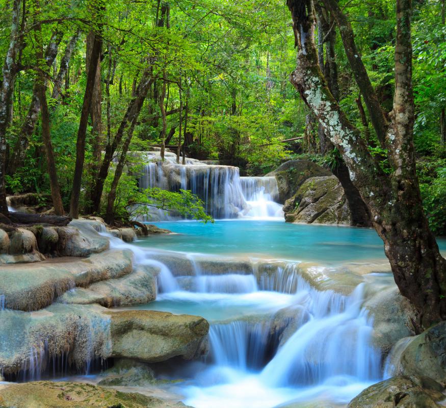 A forest ecosystem.