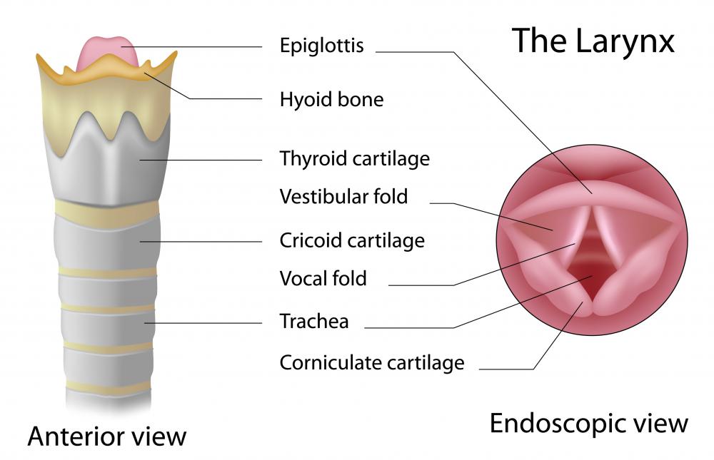 An otolaryngologist diagnoses conditions in the ears, nose, and throat, including the larynx.
