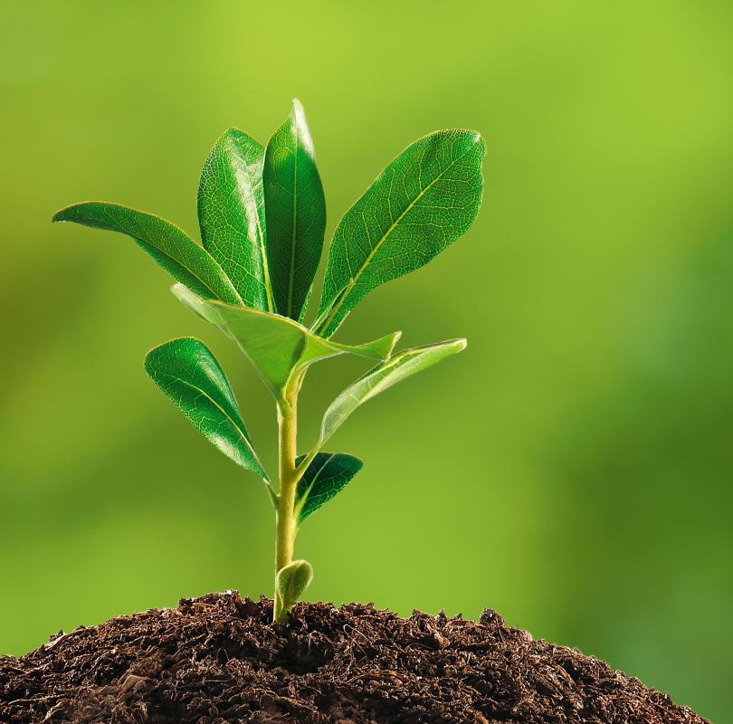 Ecologists may focus on plant, health, or behavioral ecology.