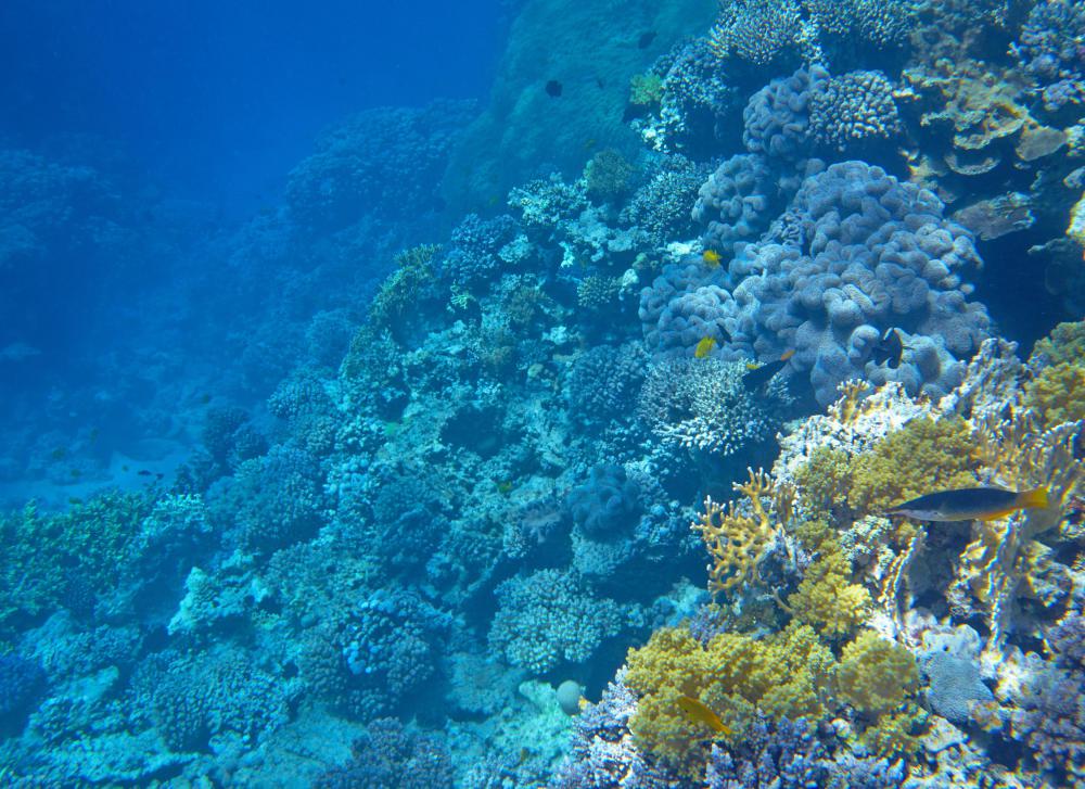 Commercial divers may take photos of underwater sea life for researchers.