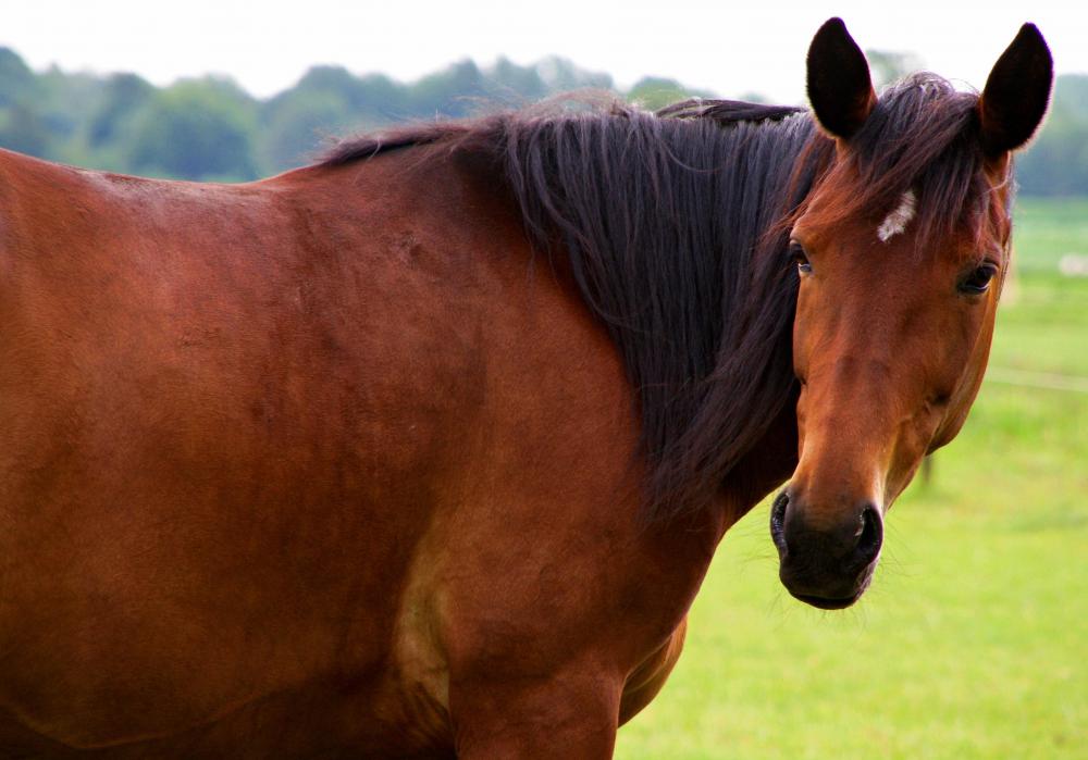 Ranchers may negotiate leases for land on which their horses can graze.