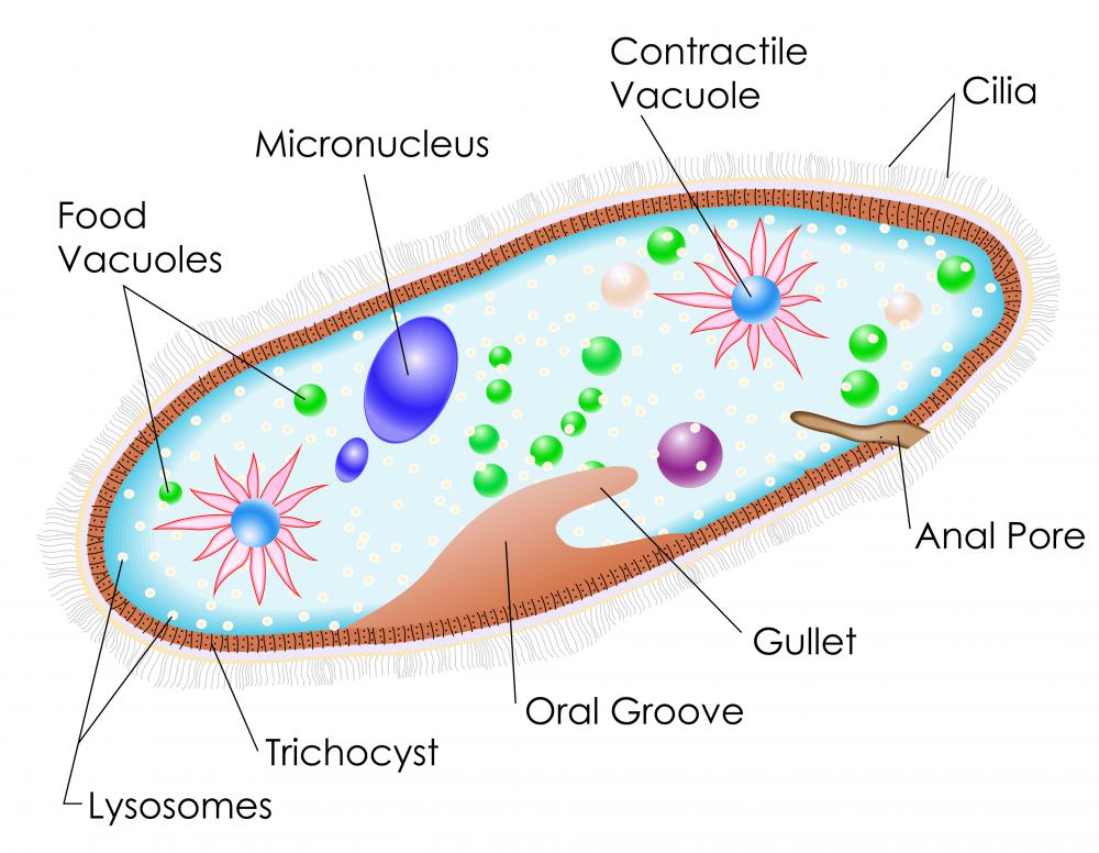 Cell biologists often study single-celled organisms.