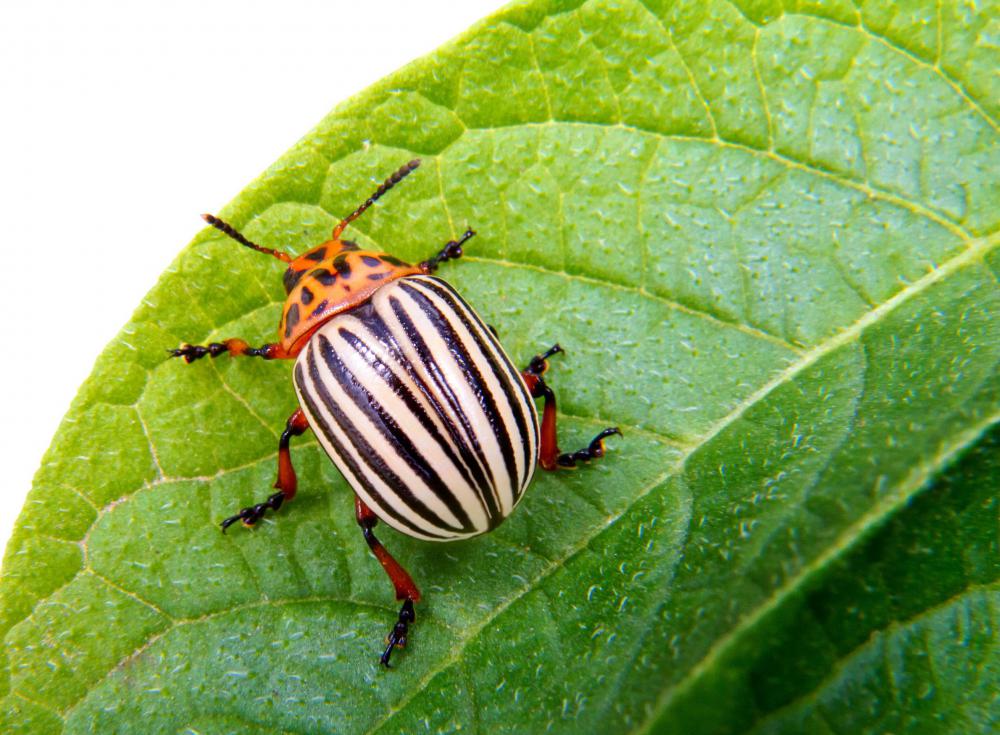 Aspiring entomologists, who aim to have a specific focus on insects, would take zoology courses focused on entomology.
