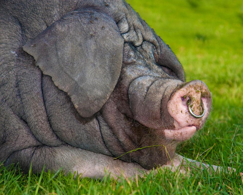 Veterinary technicians may treat livestock animals, such as pigs.
