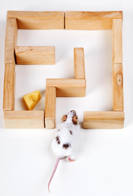 An ethologist may study a rat attempting to run through a man-made maze.