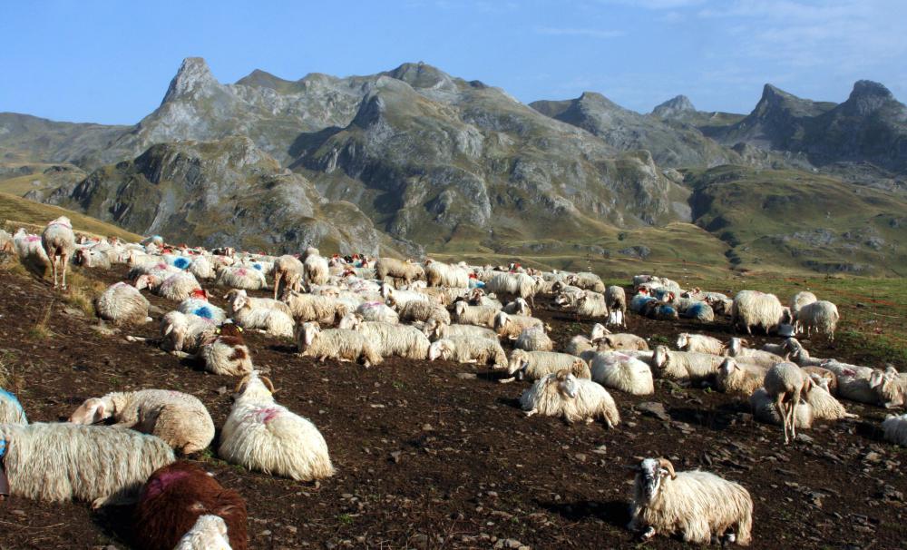 Cattle and sheep are the most commonly ranched animals.