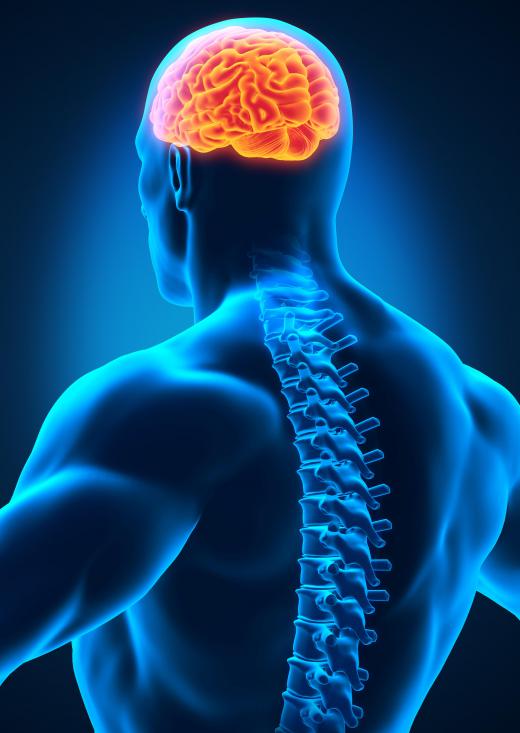 A neurologist may focus on issues in both the brain and spinal cord.