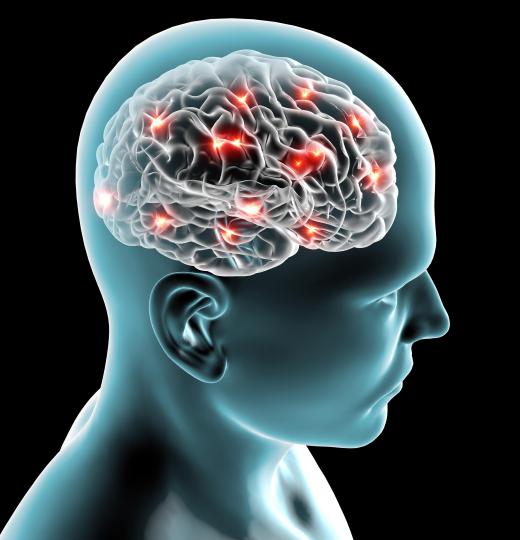 A neuroscientist studies the structure and function of the brain.