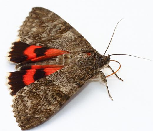 A lepidopterist will study the evolutionary history and behavior of moths.