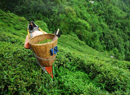 Tea specialists are extremely knowledgeable about different types of tea and where they are grown.