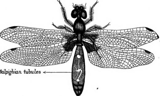 Zoologist courses may focus on the anatomy of insects.