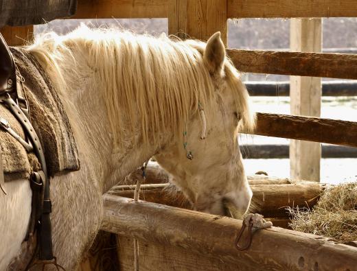 Feeding and grooming are part of horse training.