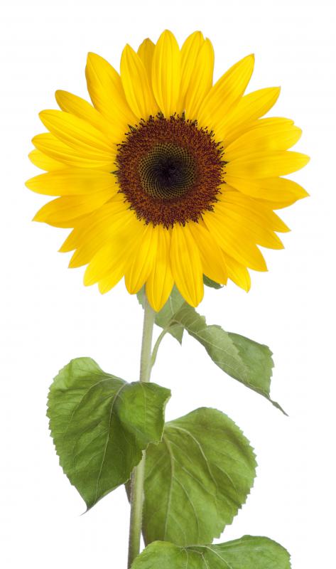 A flower, like those studied by botanists.