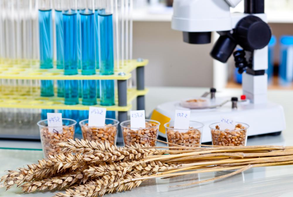 Geneticists might become involved in helping to modify and improve crops.