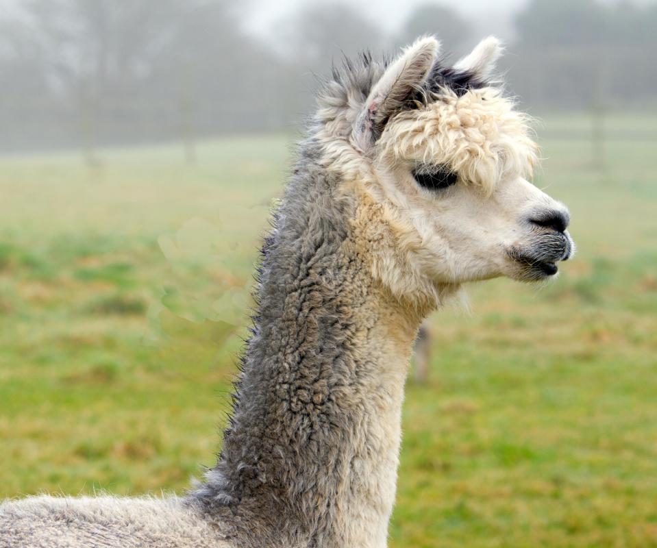 An individual may choose to help out on an alpaca farm as part of their vocation vacation.
