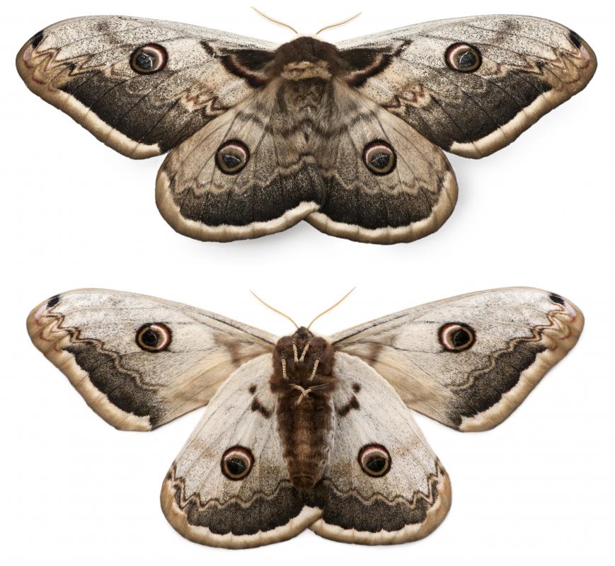 A moth.
