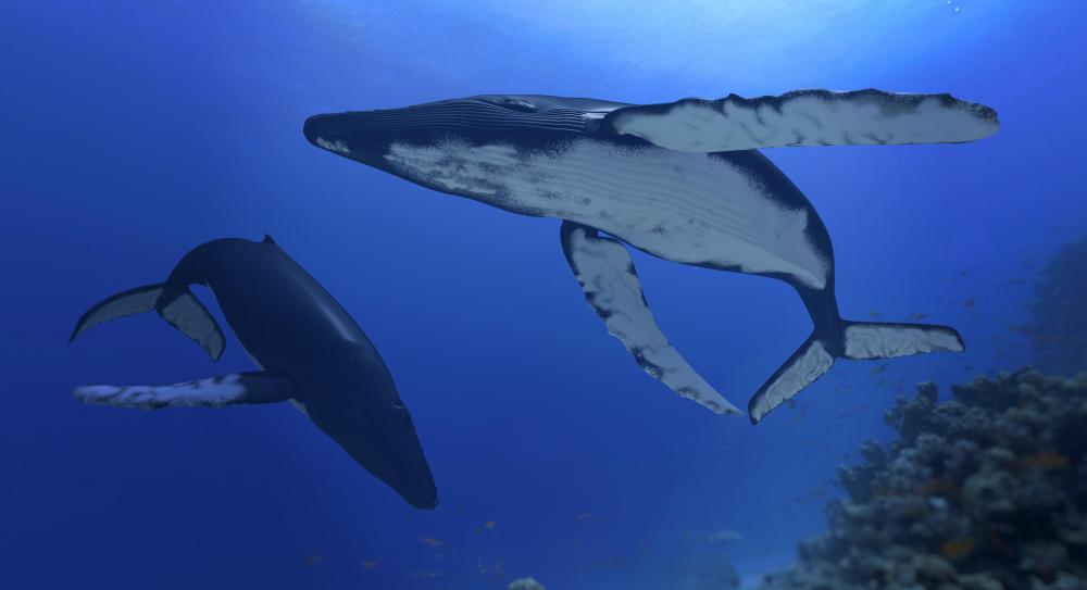 Marine biologists may study how animals like the humpback whale are affected by changes in the ocean's plankton population.
