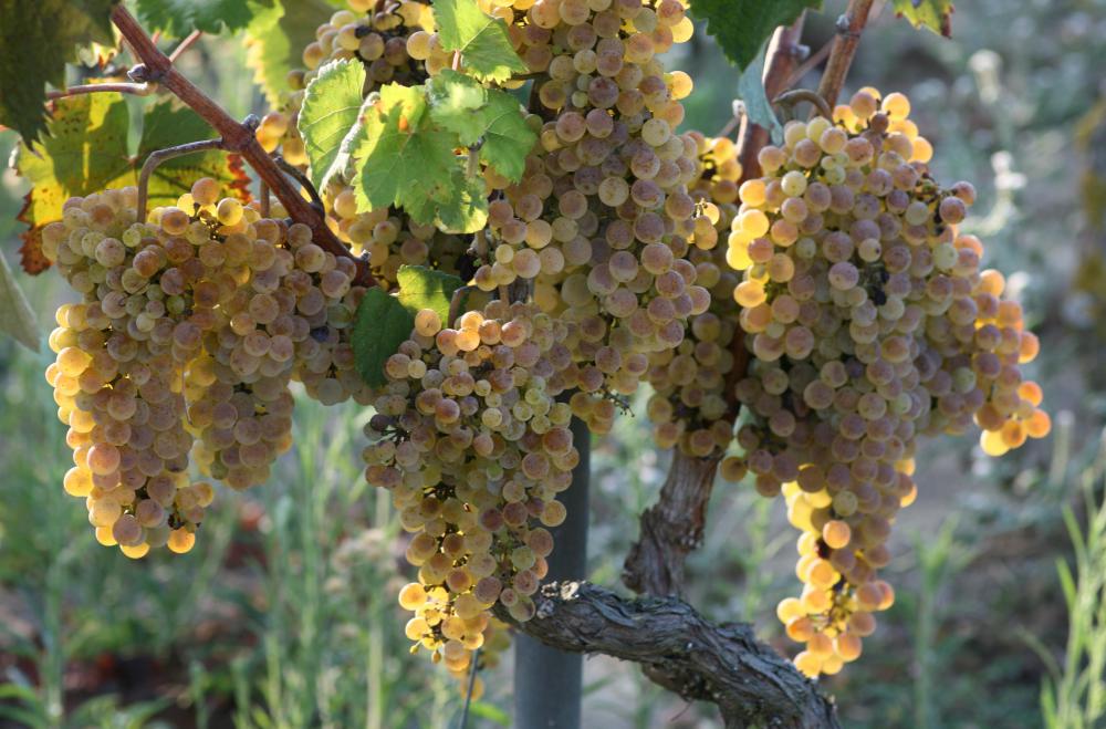 A viticulturist works with grapes.