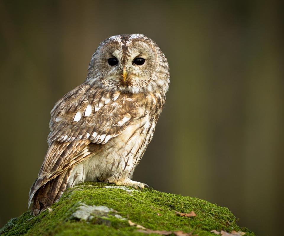 What does a Wildlife Rehabilitator do? (with pictures)