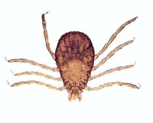 Pet groomers and stylists should be prepared to treat animals that have ticks and other problems.