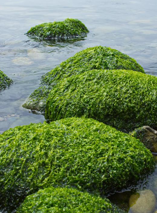 A phycologist may conduct laboratory experiments on algae.