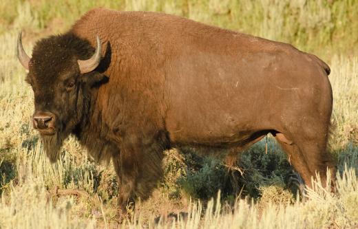 Bison are increasingly in demand for ranchers.