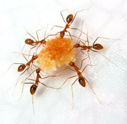 Ants surrounding a piece of food.