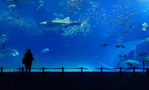 Aquarium attendants are responsible for caring for aquatic animals.