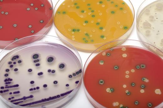 Bacteriologists study the structure and function of bacteria.