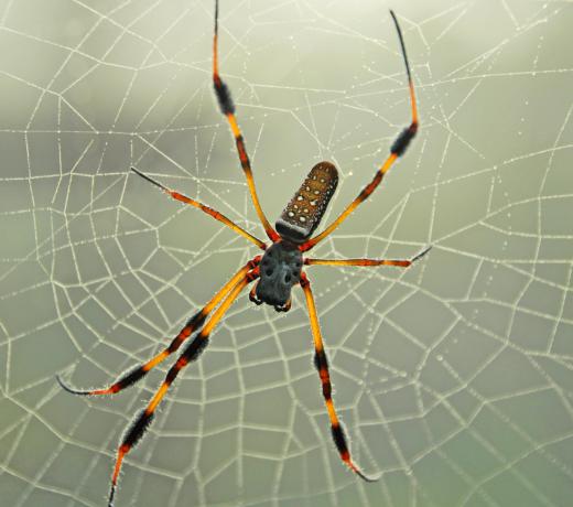 Pest control operators can help with spiders.