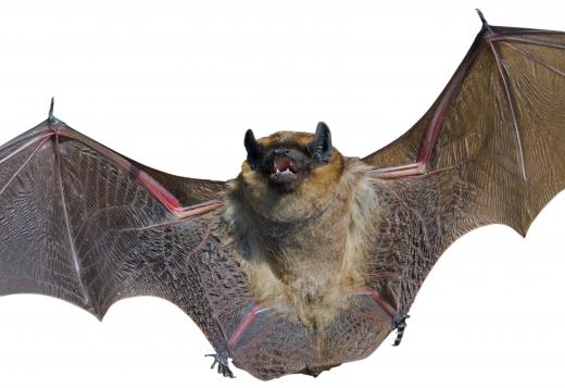 Wildlife managers often provide assistance to homeowners having problems with bats or other small animals.