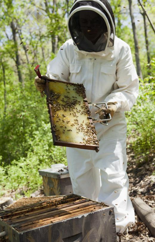 Bee farms may offer beekeeping courses.