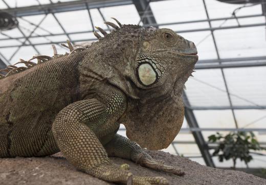 Employment opportunities for a herpetologist include working at a zoo.