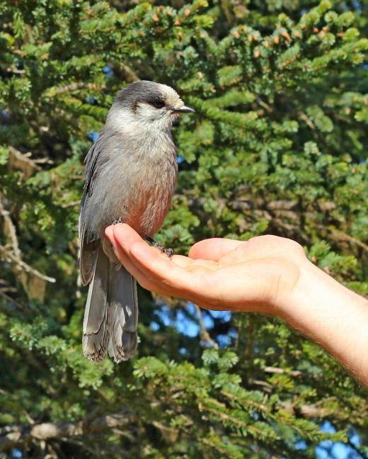 An ornithologist (a type of biologist) holding a bird.